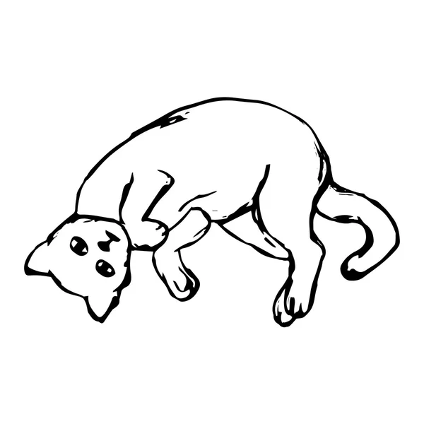 korat-macska