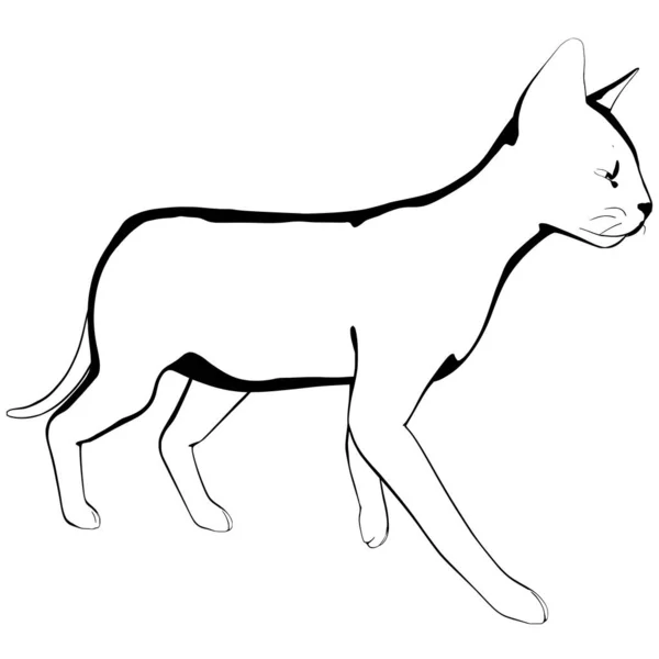 korat-macska