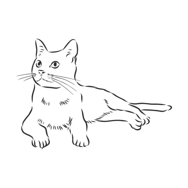 korat-macska