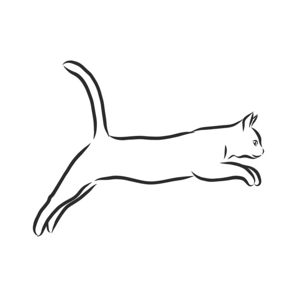 korat-macska