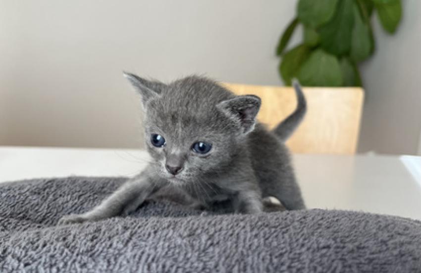 korat-macska