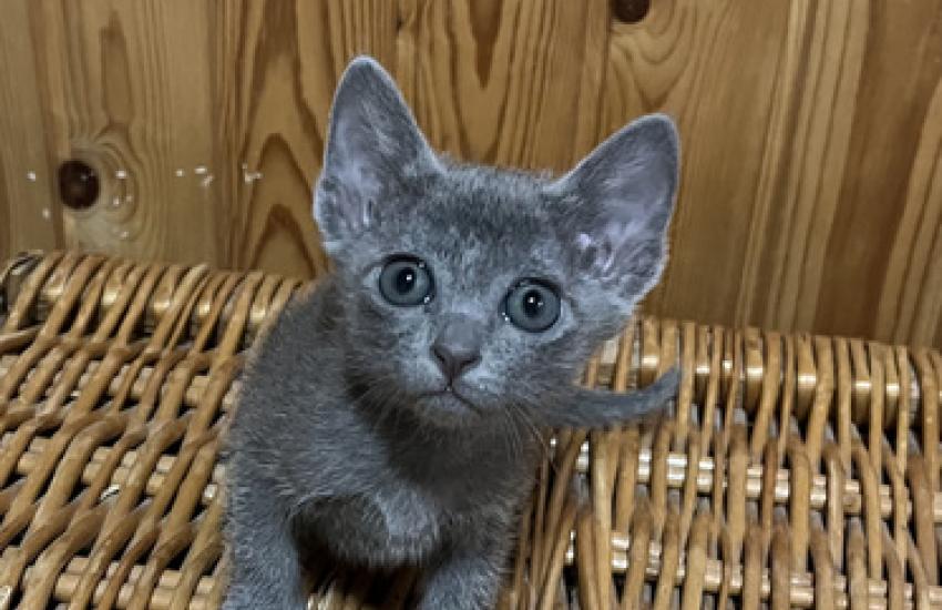 korat-macska