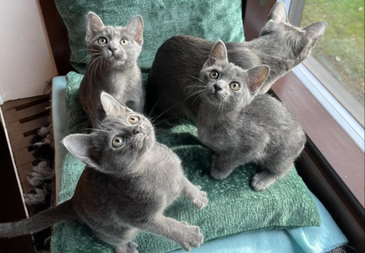korat-macska