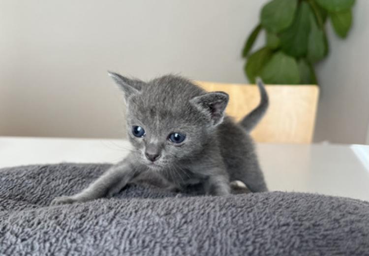 korat-macska