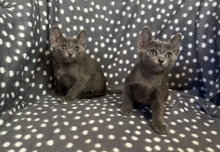 korat-macska